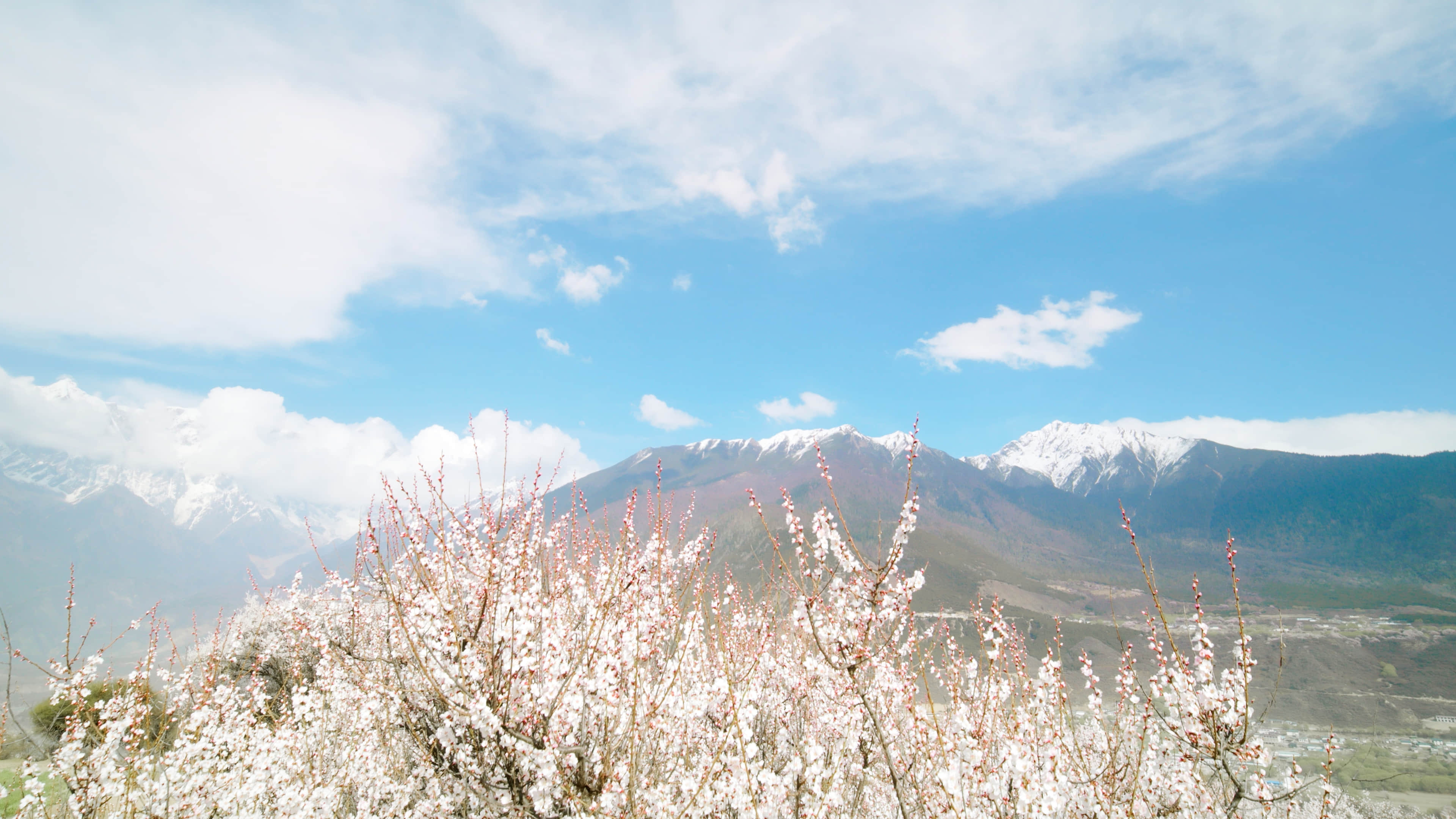 UnityShader实现草的效果